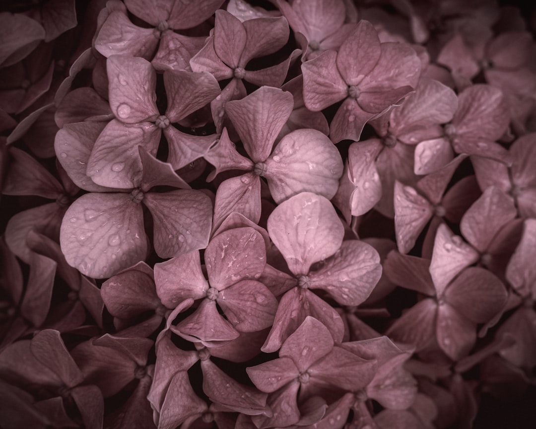 red leaves in close up photography