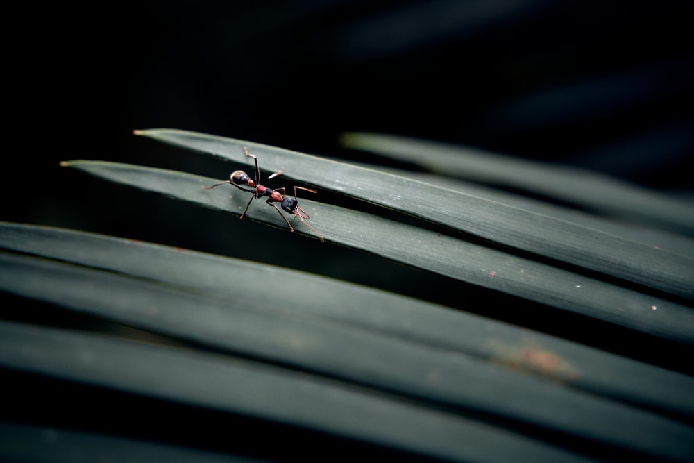 red and black ant on brown wooden stick