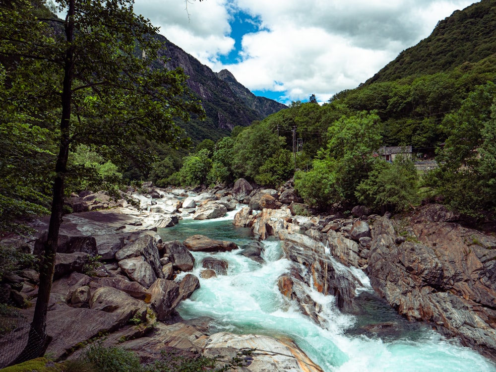 green trees and rocky river