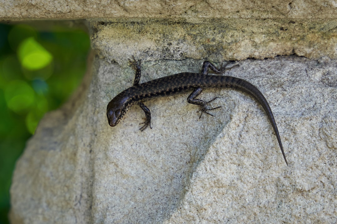 black and white lizard on white concrete wall