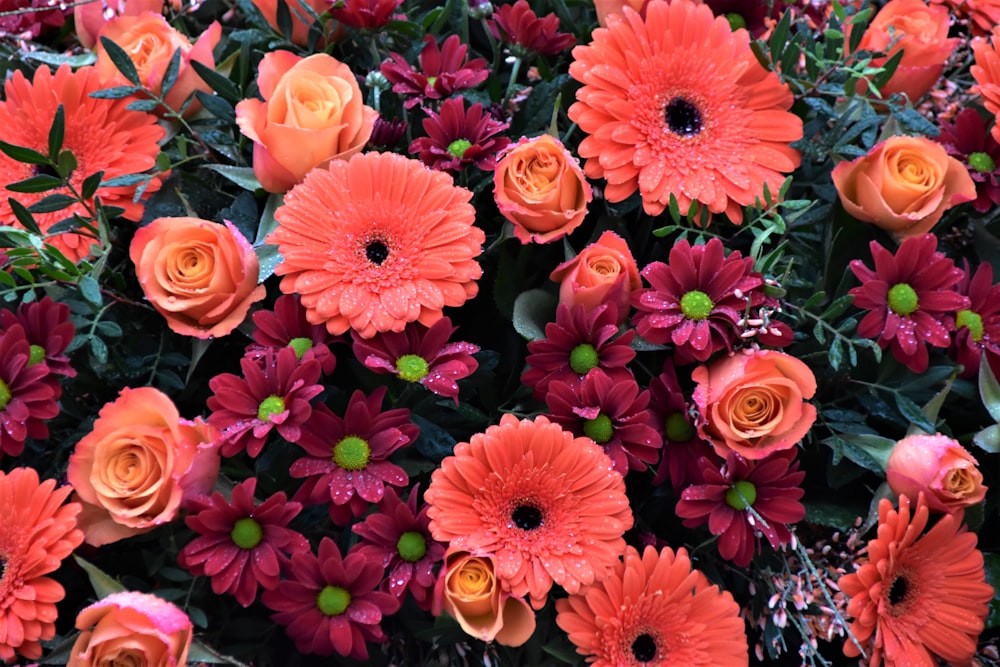 pink and yellow flowers with green leaves