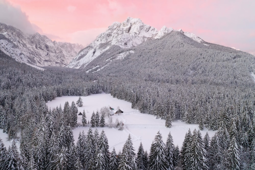 green pine trees near snow covered mountain during daytime