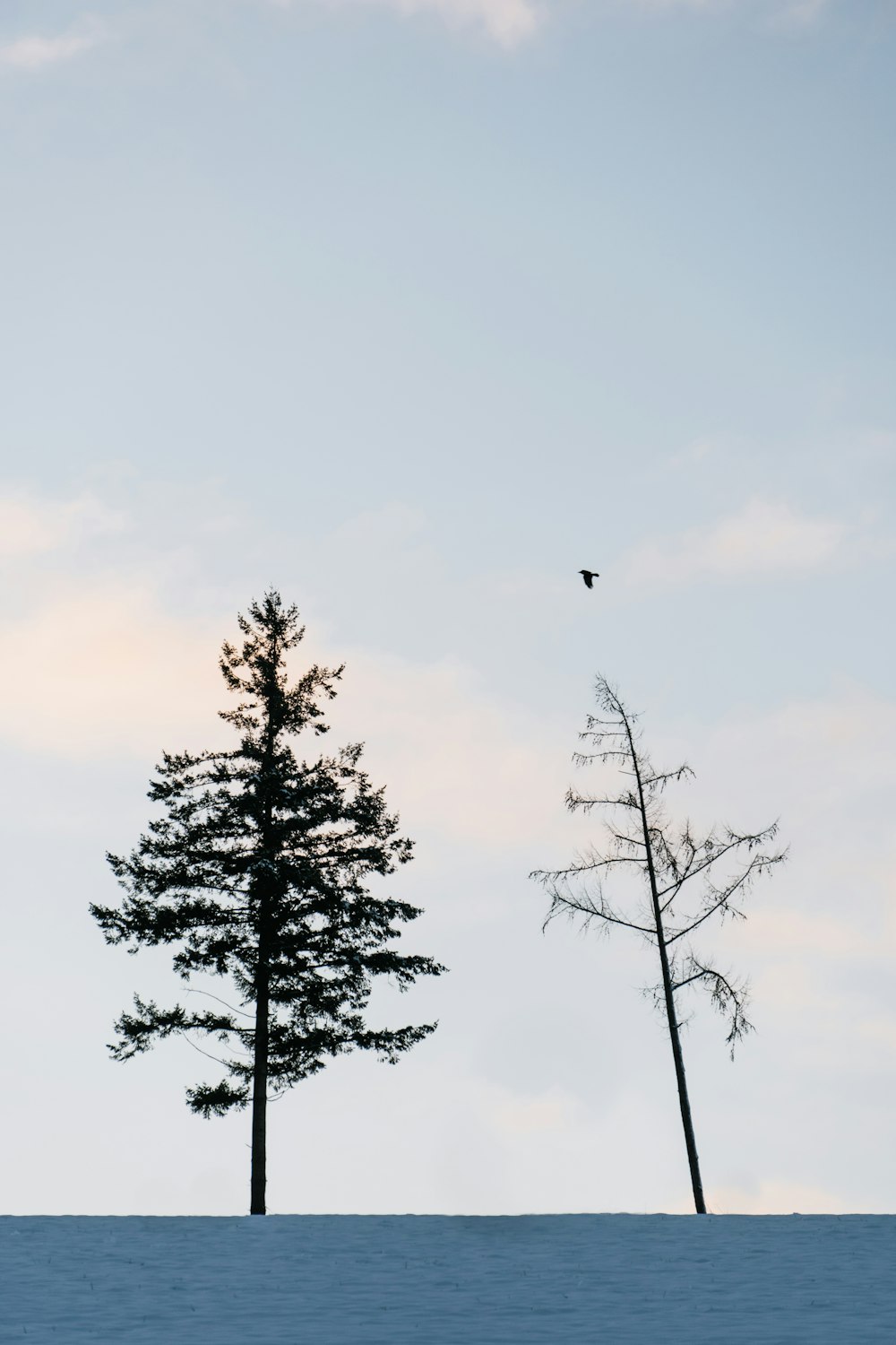 Vogel, der tagsüber über grüne Bäume fliegt