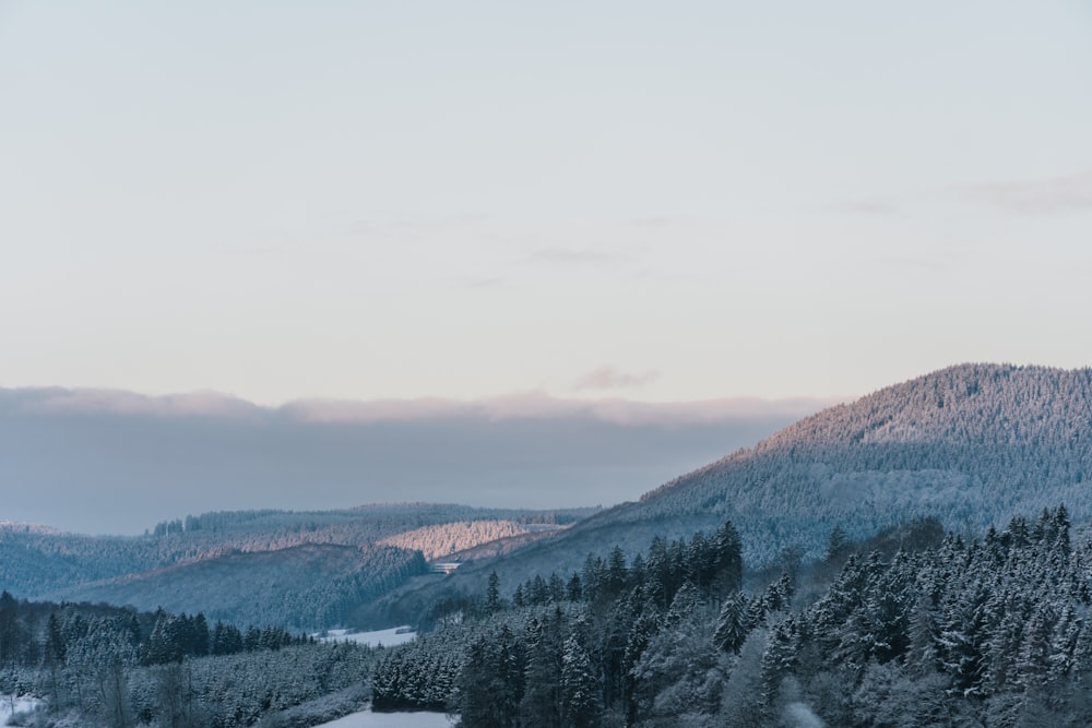 green trees on mountain under white sky during daytime