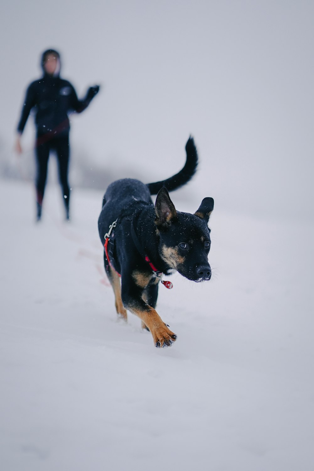 black and tan short coat medium dog running on snow covered ground during daytime
