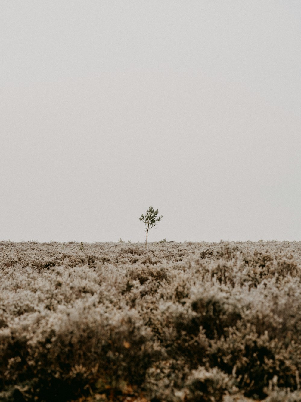 green tree on brown field during daytime