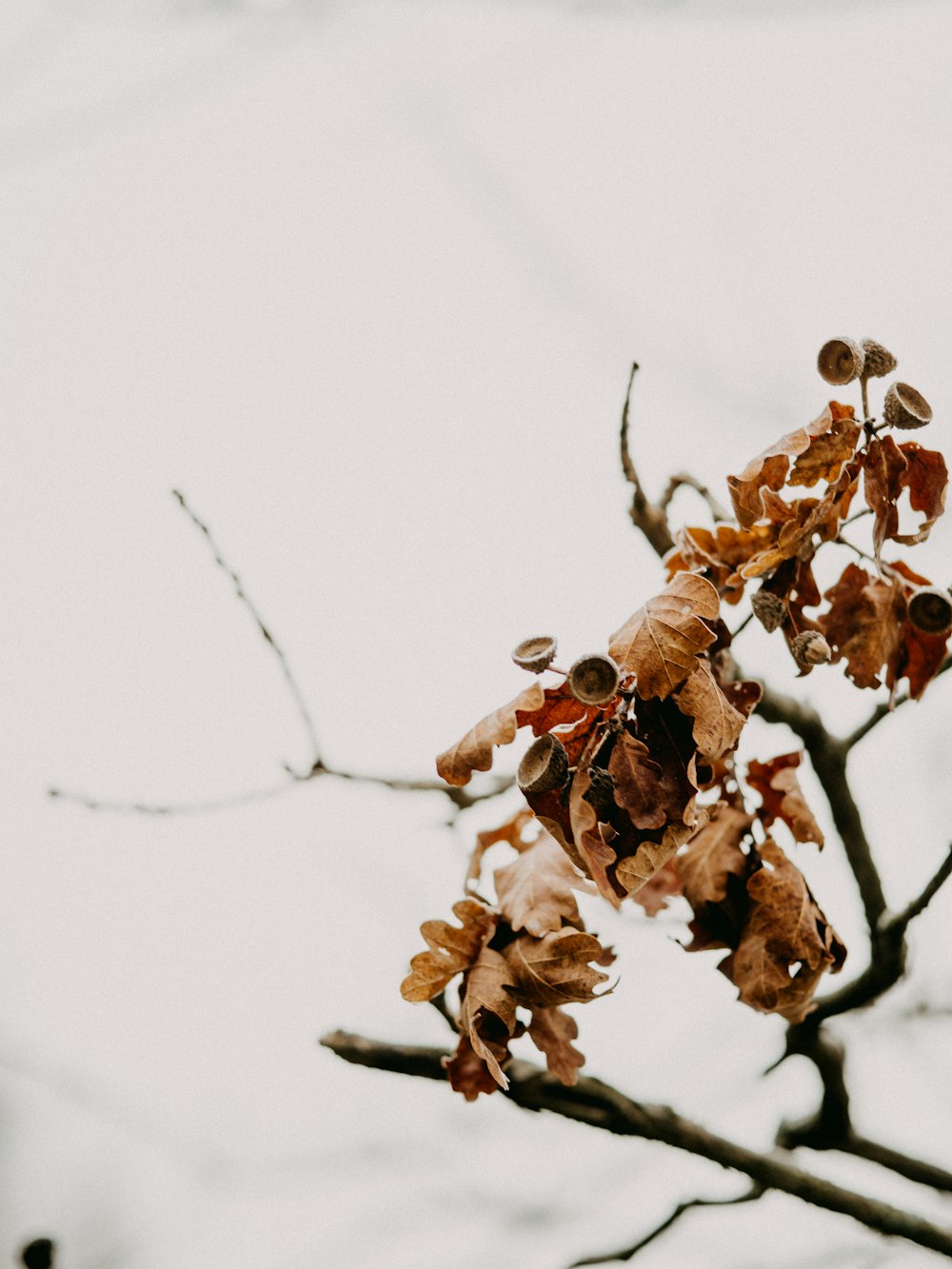 Hojas secas marrones sobre nieve blanca