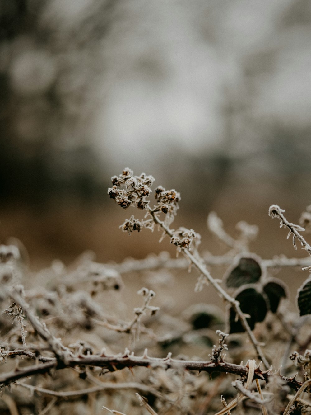 brown flowers in tilt shift lens