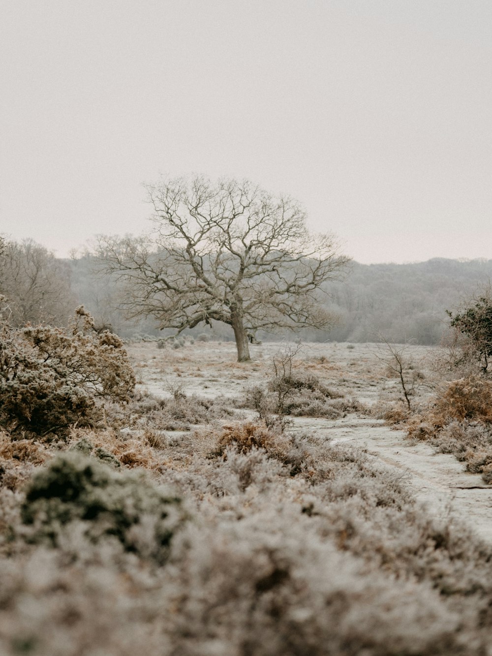 brown grass and trees covered with snow during daytime