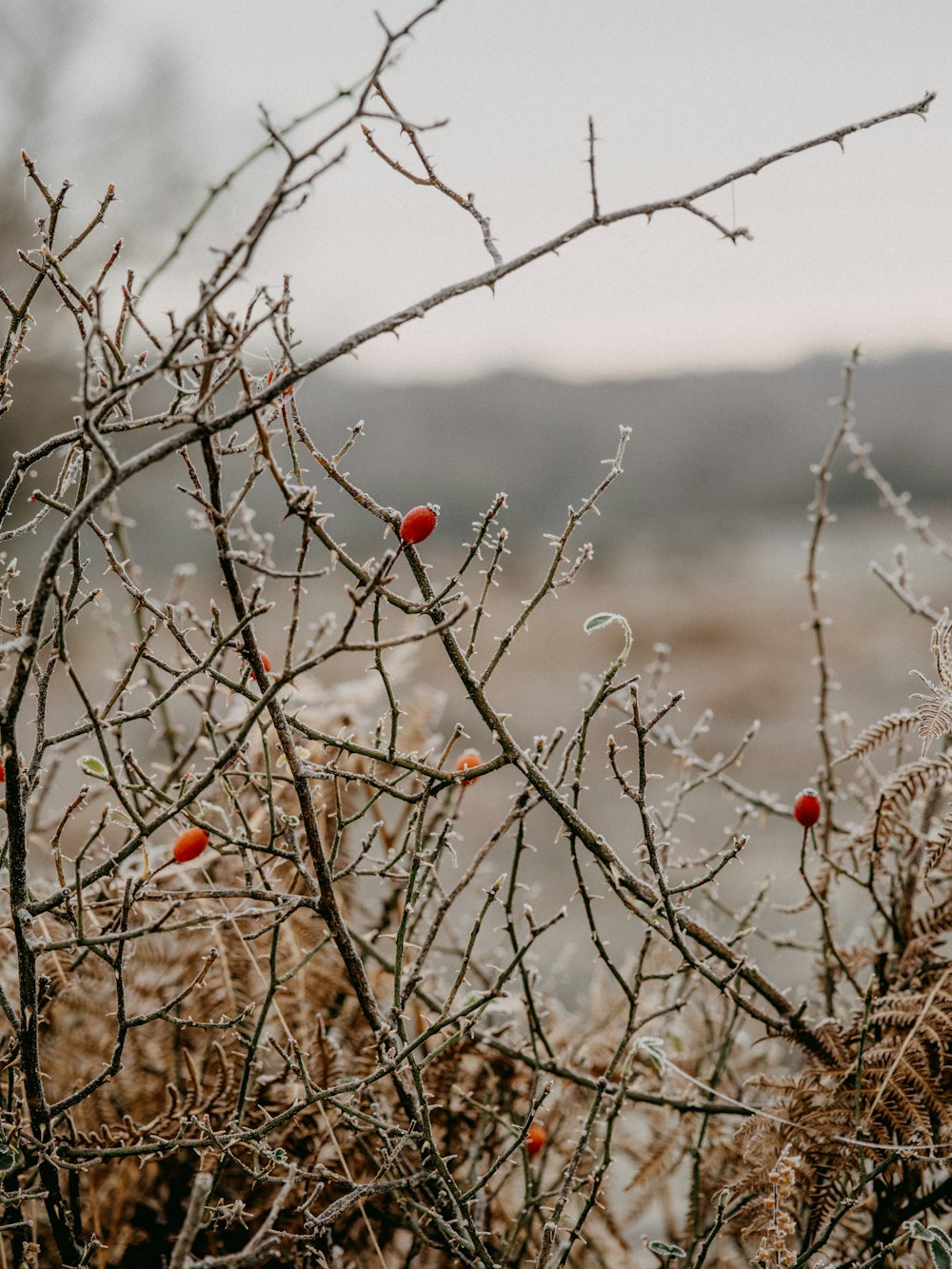 rote runde Früchte am Ast