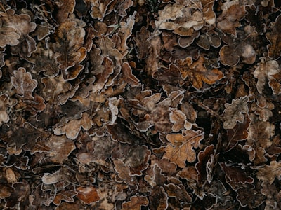 brown dried leaves on ground frosty teams background