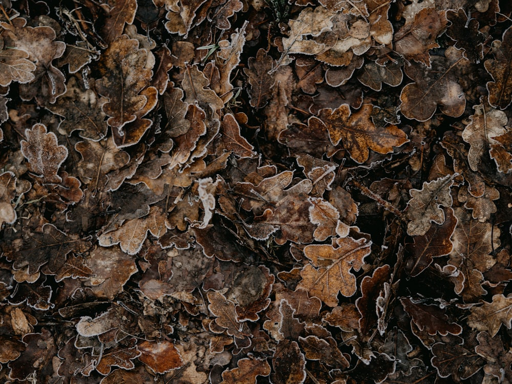 folhas secas marrons no solo