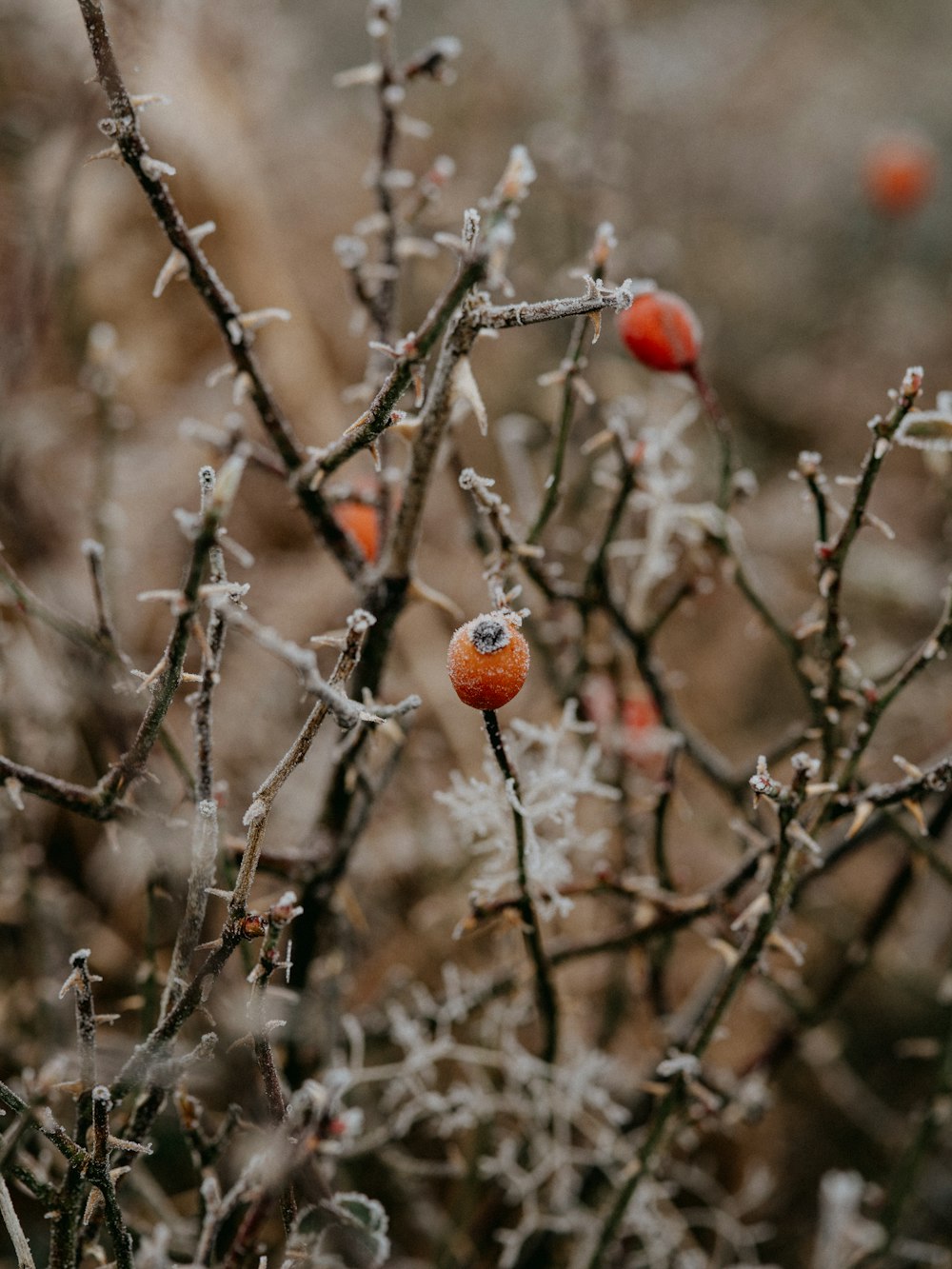 red round fruits on brown tree branch