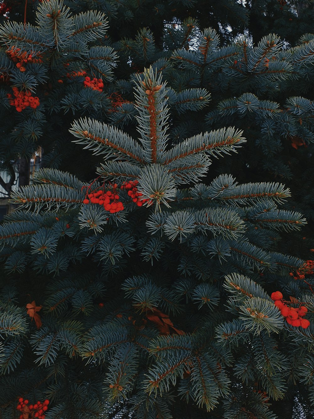 green and red leaf plant