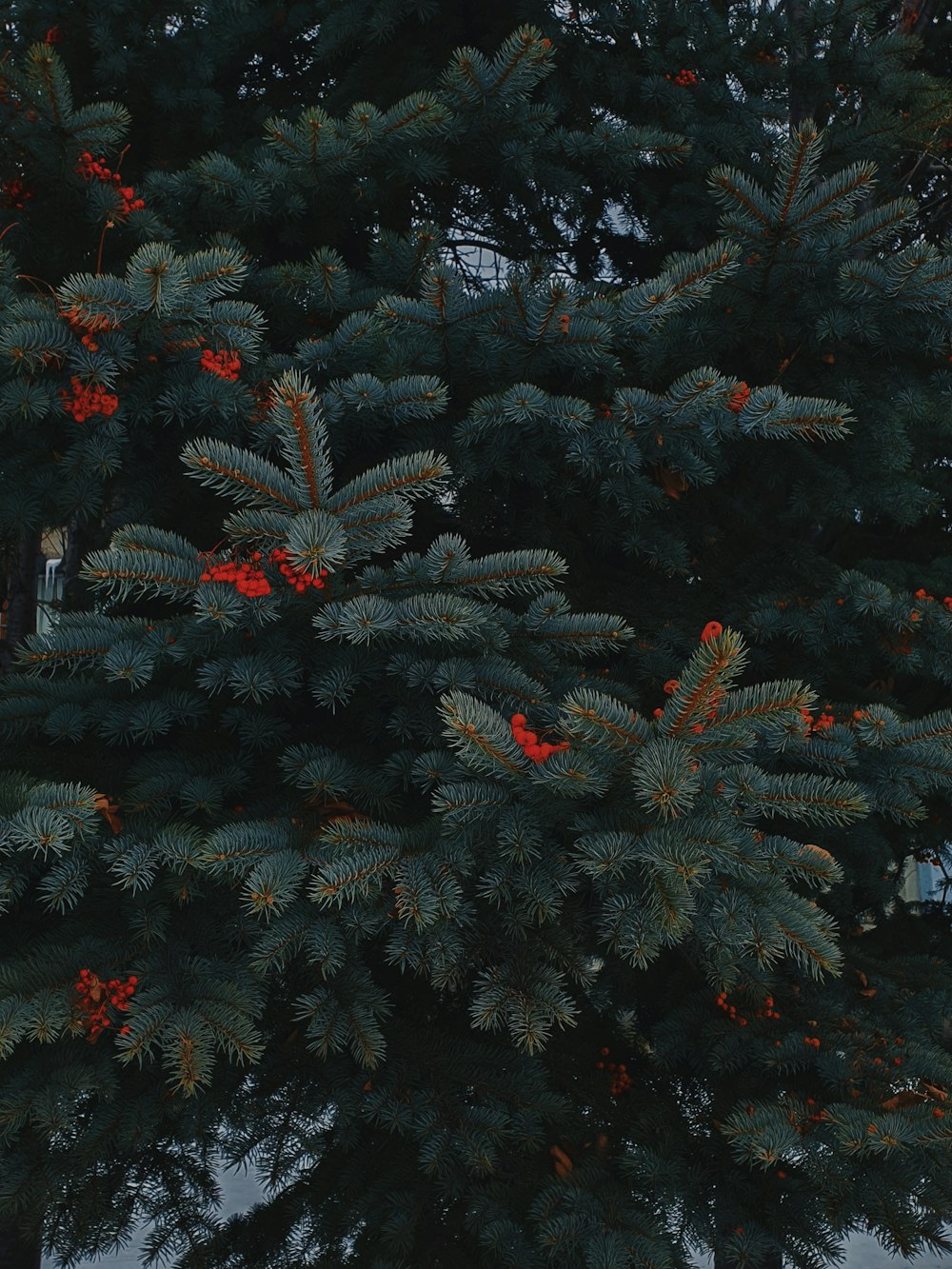 árvore de folhas verdes e vermelhas