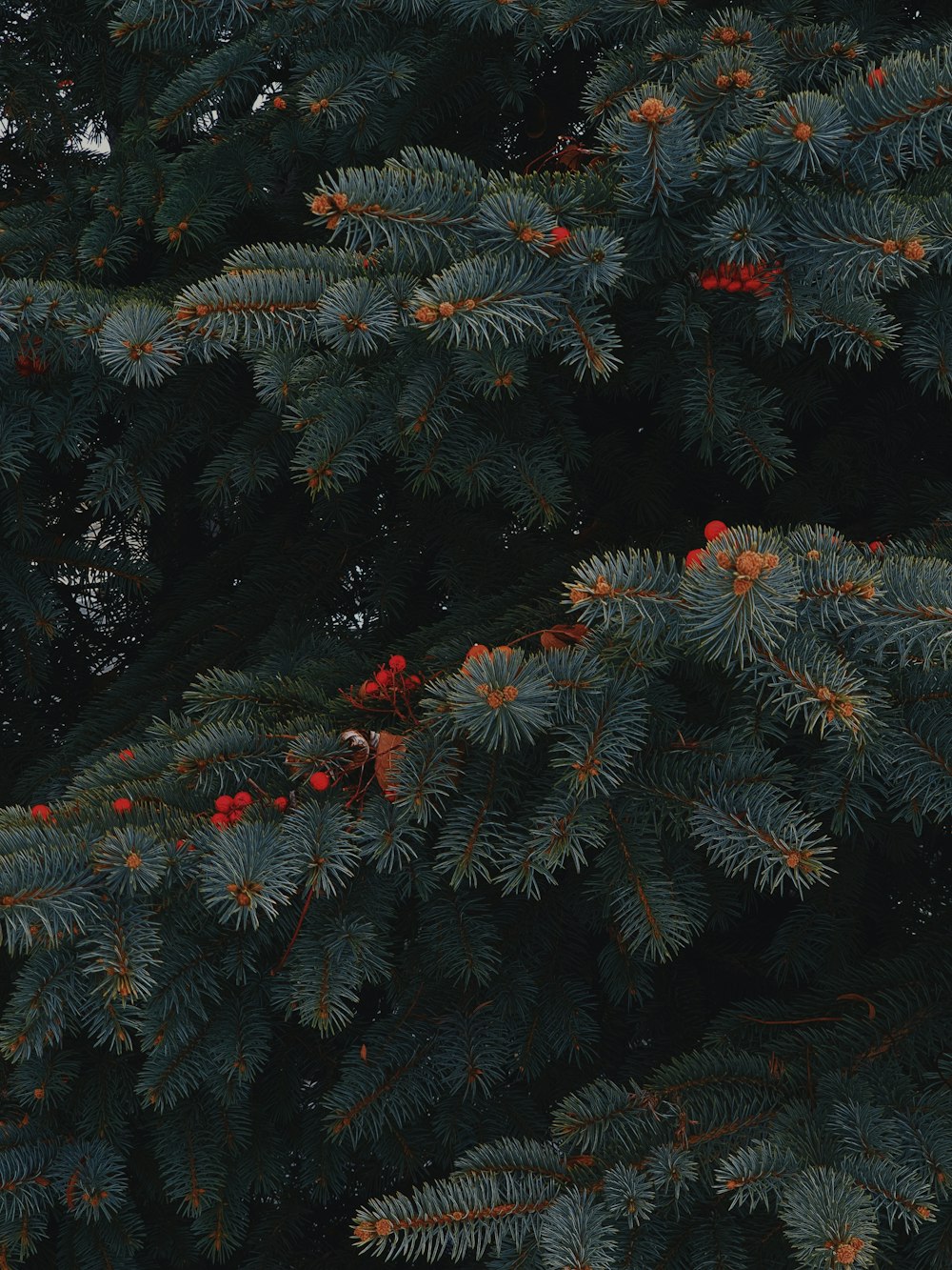 pinheiro verde e marrom