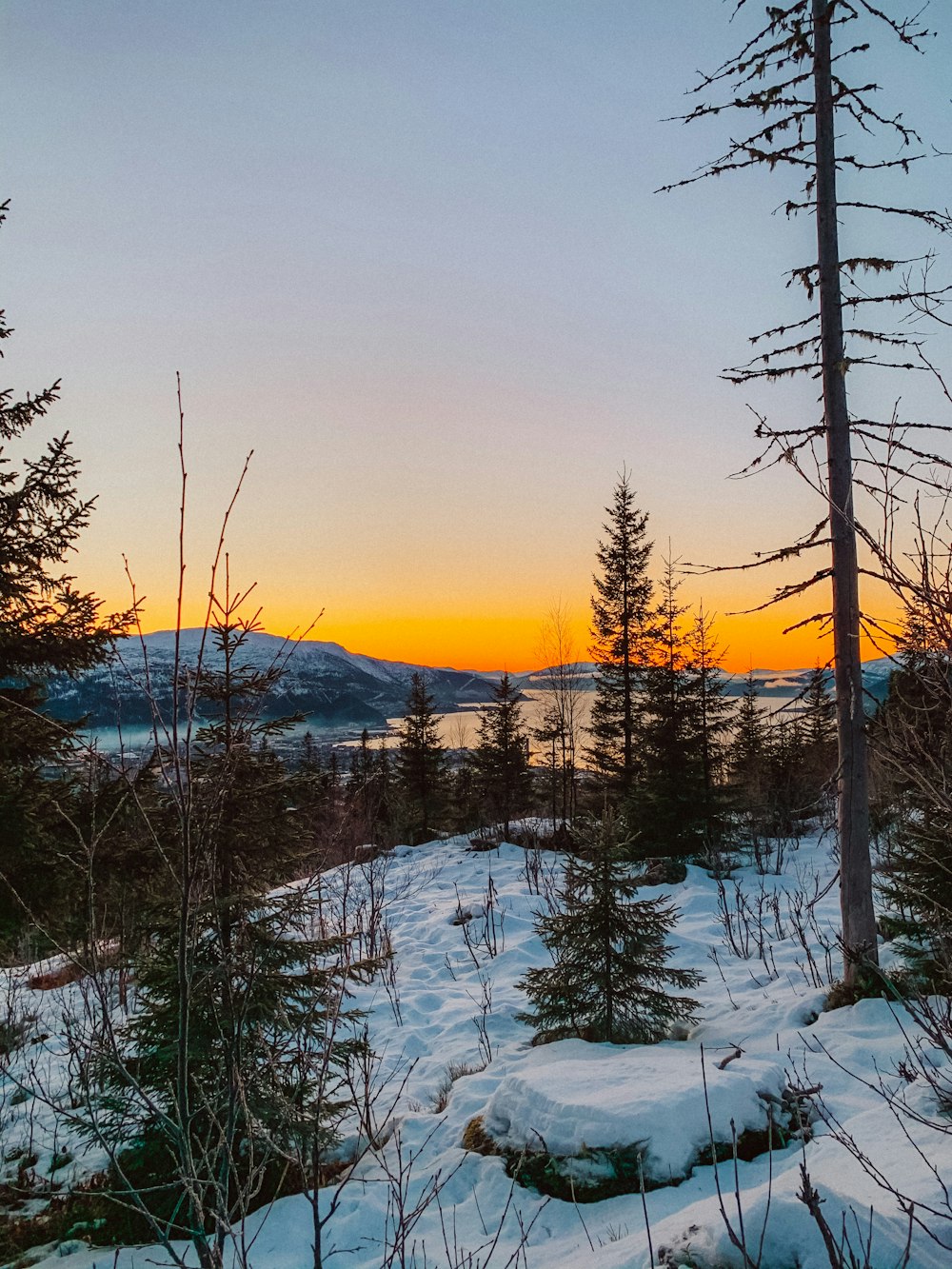 snow covered trees and mountains during daytime