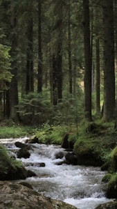 Waldklang Video