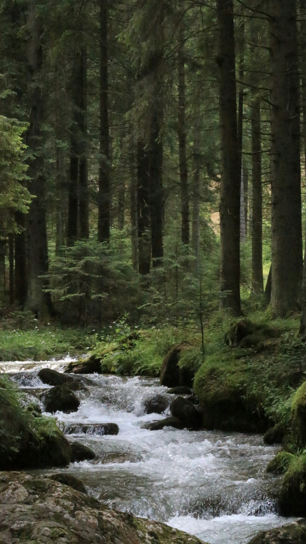 昼間の川沿いの緑の木々