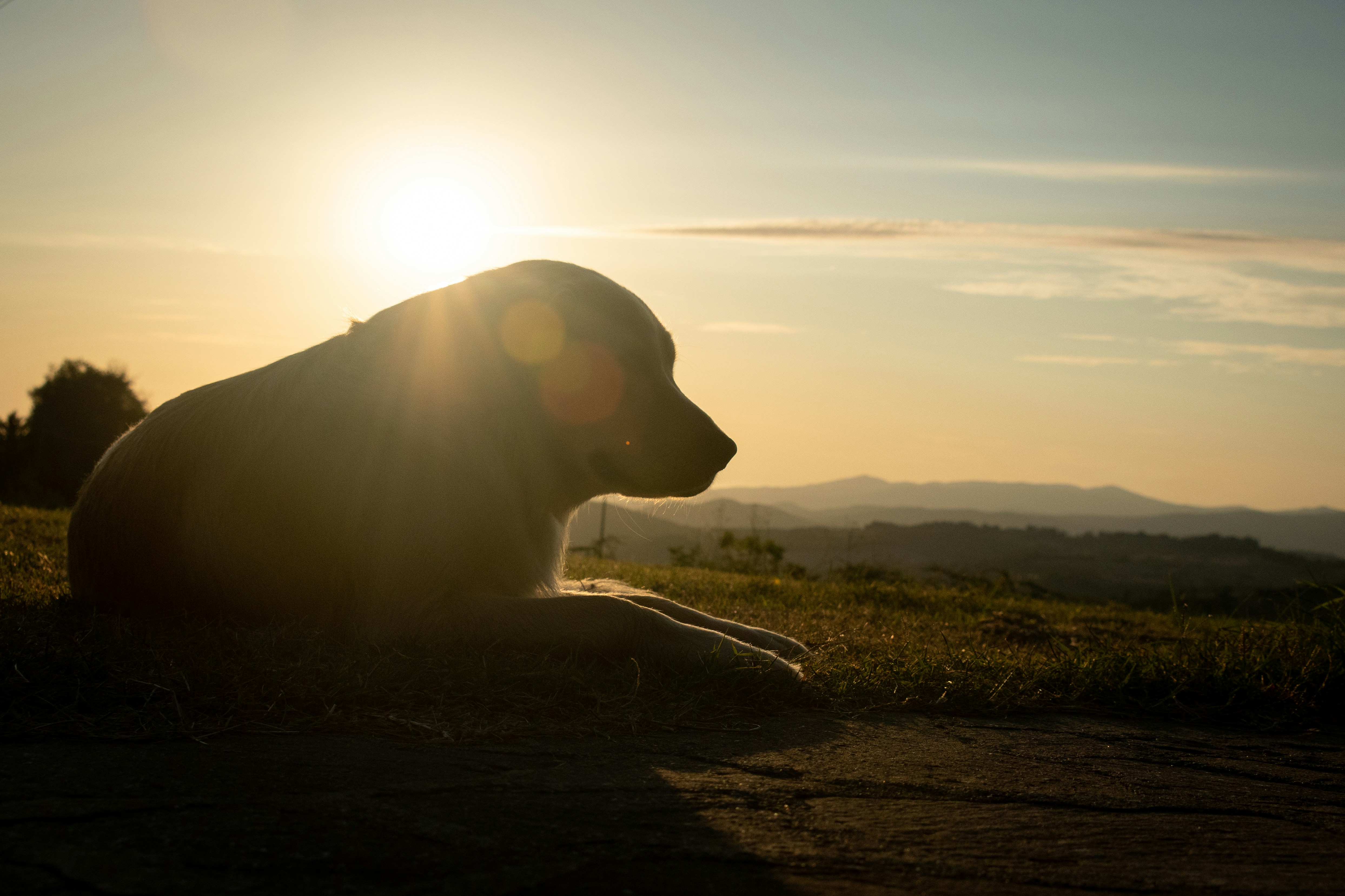 Brown short coated dog on brown field during daytime