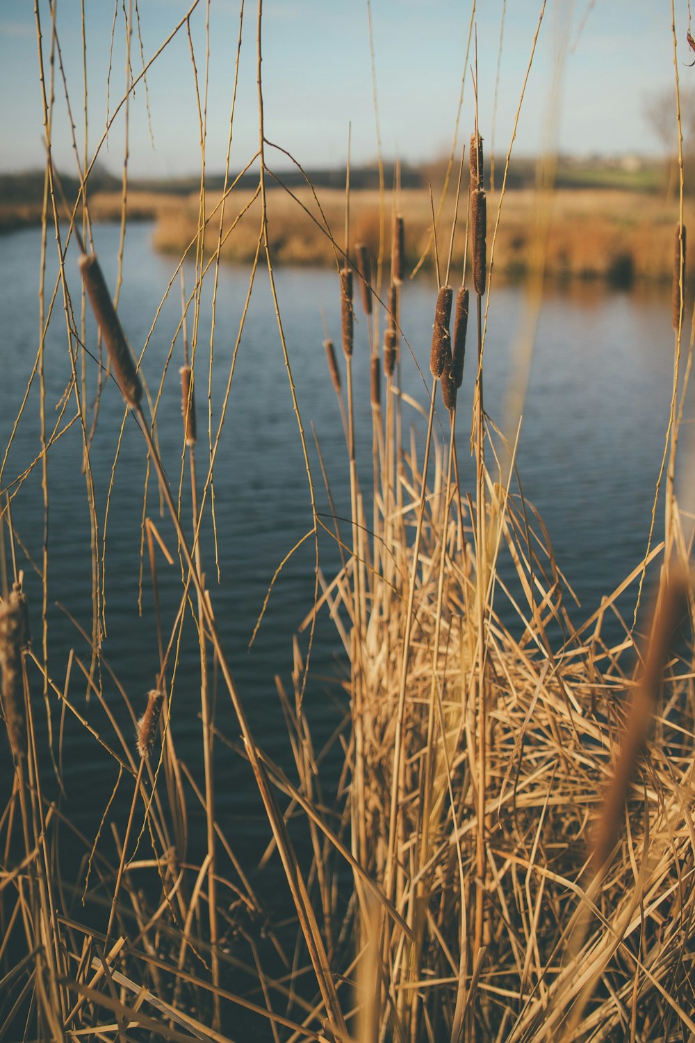 brown grass on water during daytime