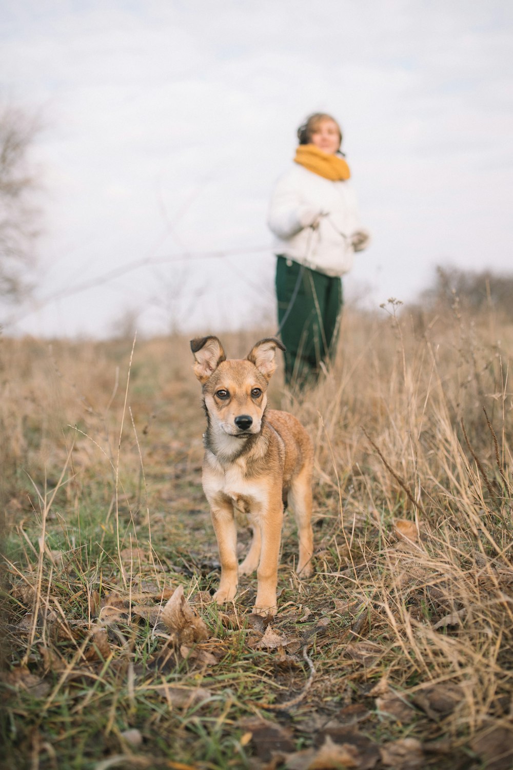 brown and white short coated dog on brown grass field during daytime