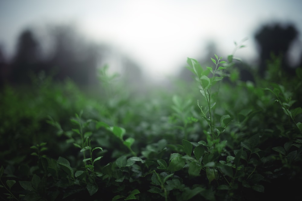 green plants under white sky during daytime