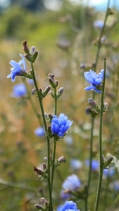 Blue wildflowers with thin green stems are interspersed among other plants in a natural setting. The background is a softly blurred green and brown, indicating a field or meadow.