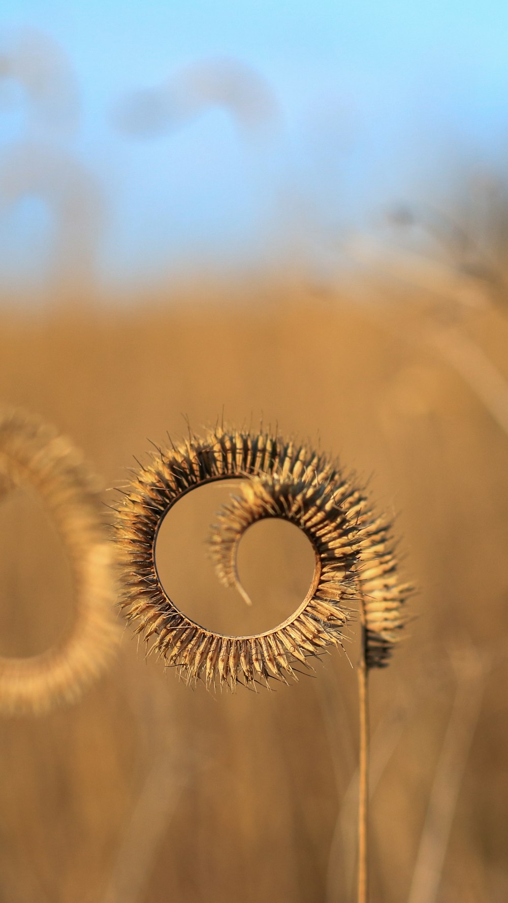 brown plant in close up photography