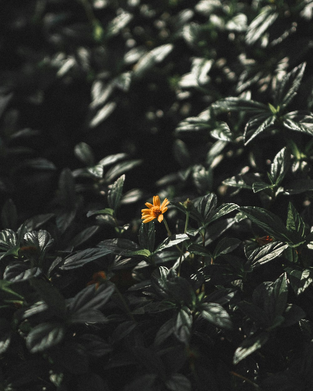 yellow flower with green leaves