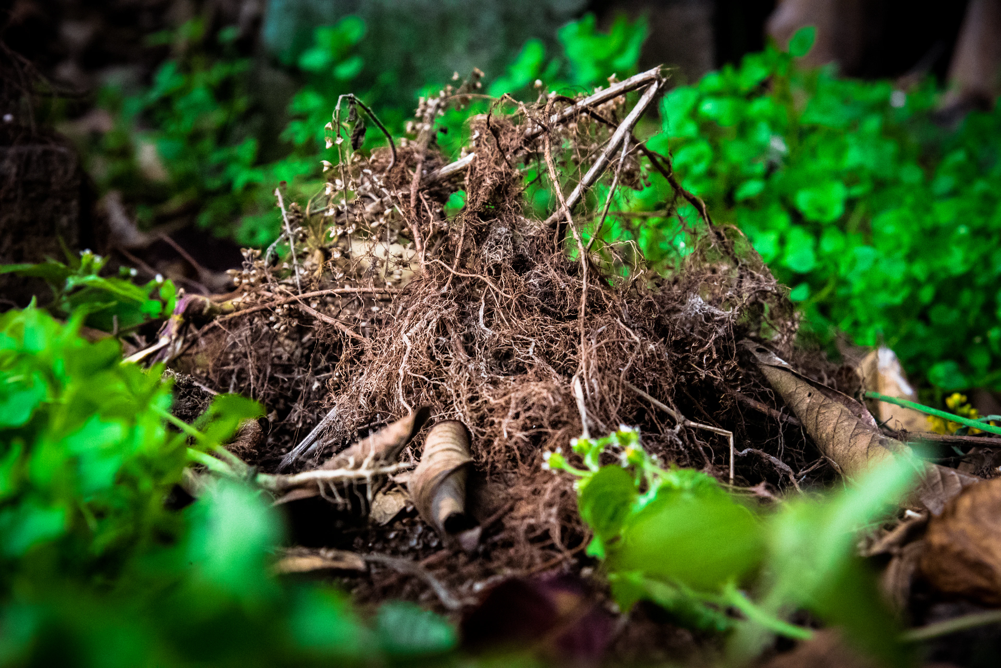 Leaves & clippings