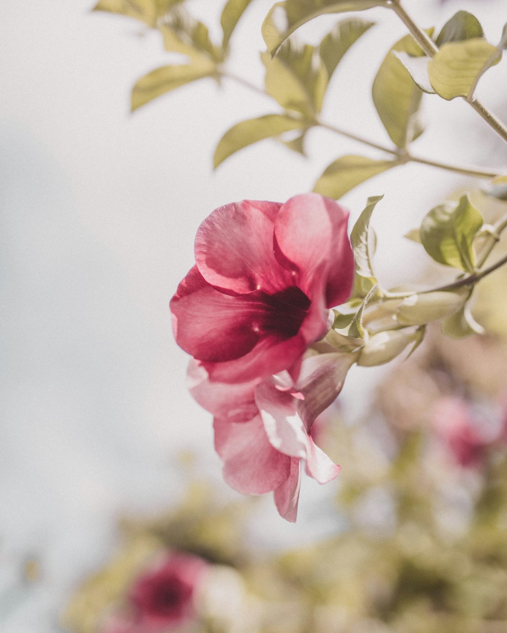 pink flower in tilt shift lens