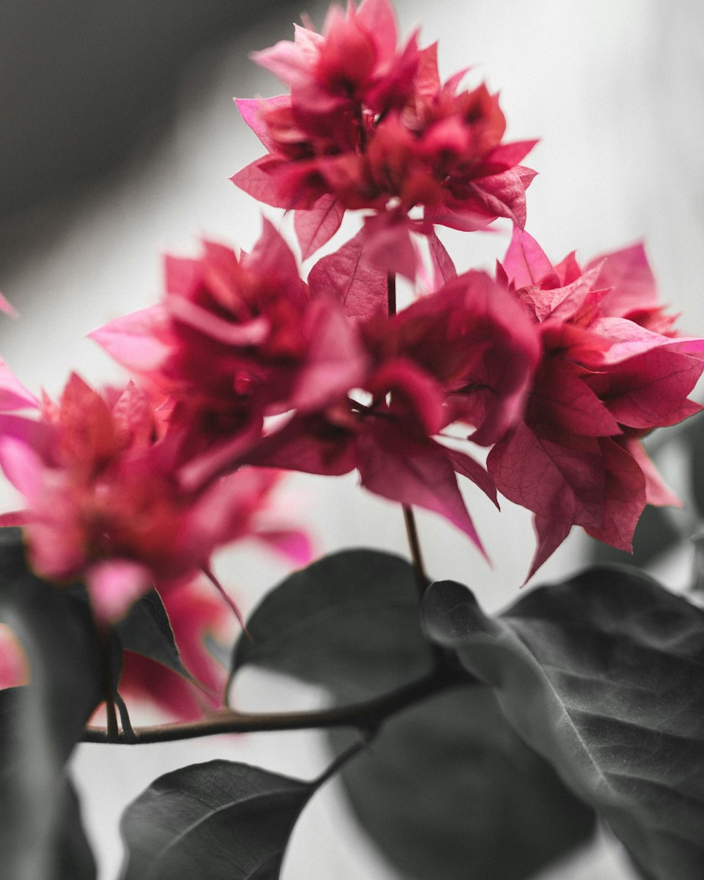 red flower in tilt shift lens