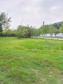 A lush, green park area with well-maintained grass and a variety of trees lining the background. There are some red flowers visible on the bushes, and a pathway or road runs beside the grass with streetlamps and barriers. The sky appears overcast, contributing to a serene ambiance.