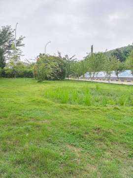 A lush, green park area with well-maintained grass and a variety of trees lining the background. There are some red flowers visible on the bushes, and a pathway or road runs beside the grass with streetlamps and barriers. The sky appears overcast, contributing to a serene ambiance.