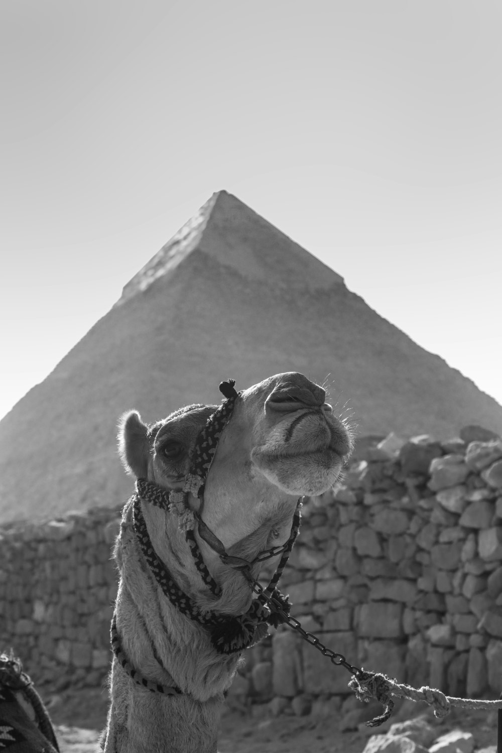 Photo en niveaux de gris d’un chameau devant une pyramide