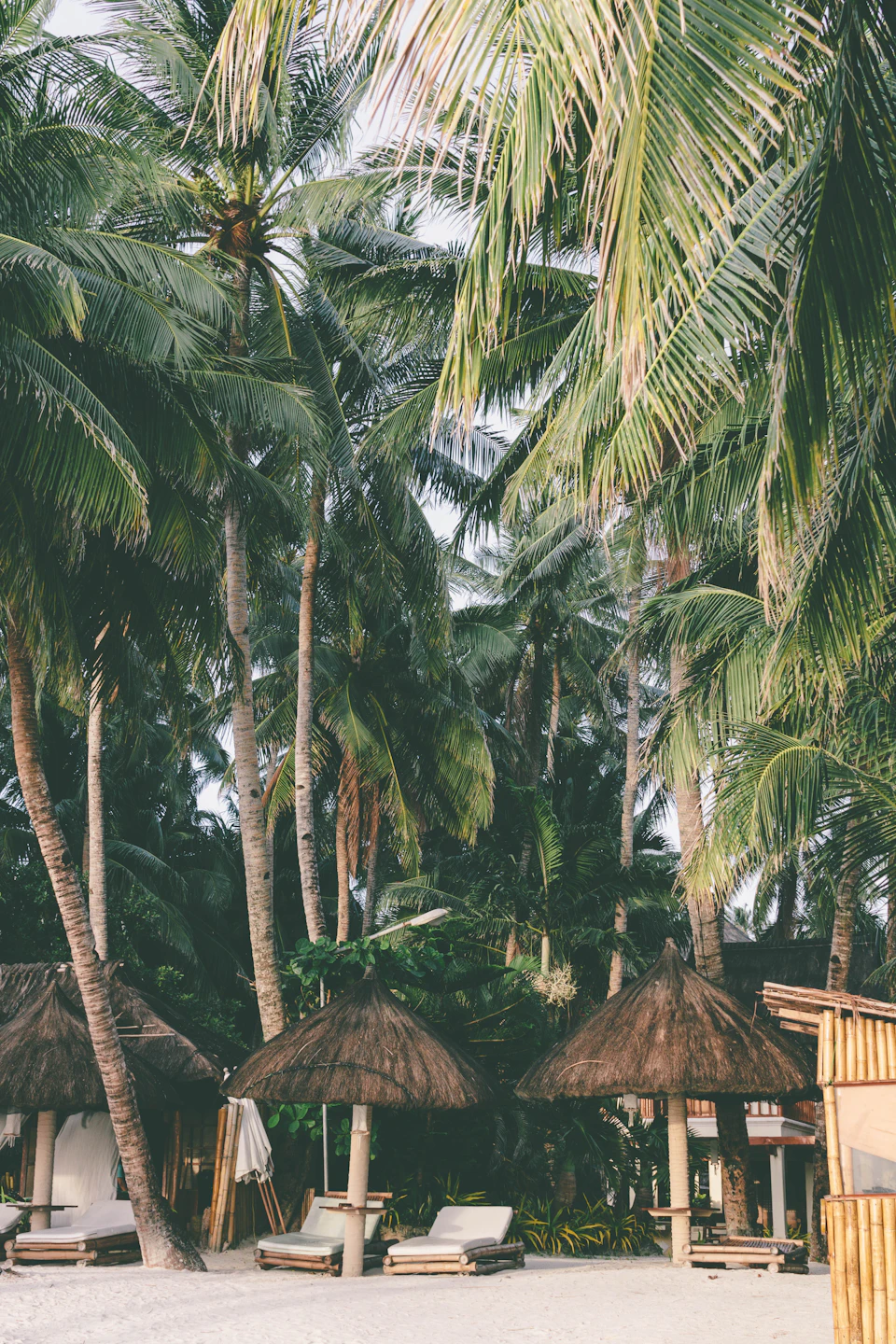 Serene tropical beach scene with tall palm trees and white umbrellas along shoreline