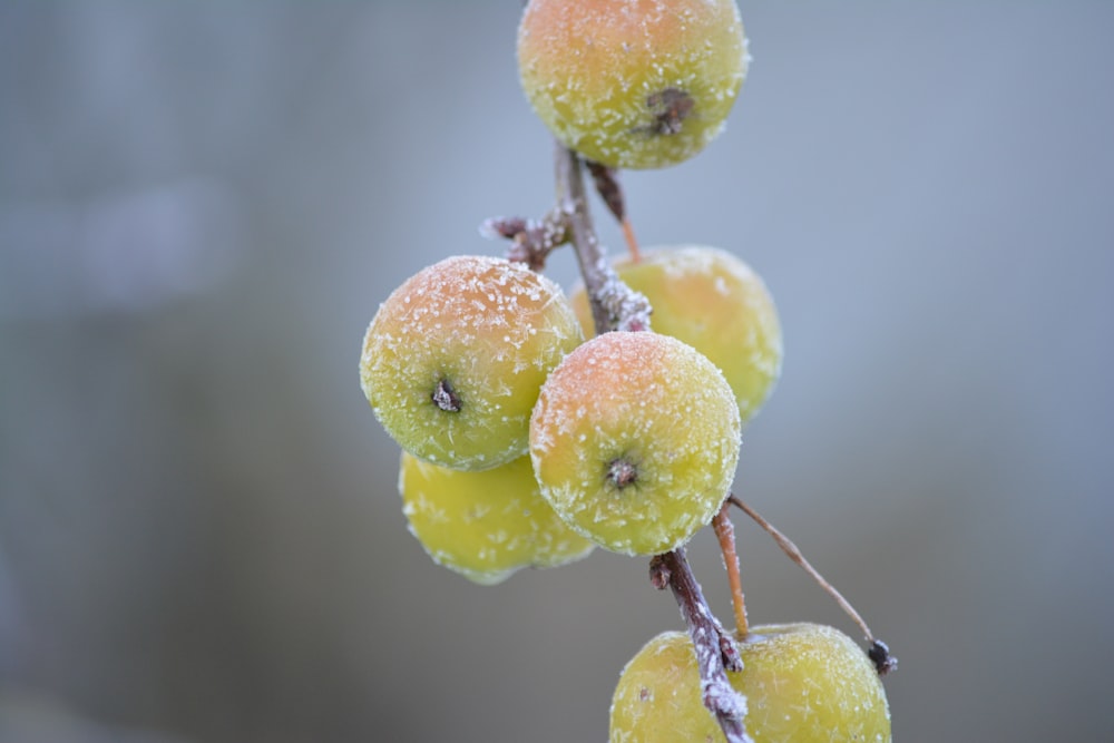 green and yellow round fruits