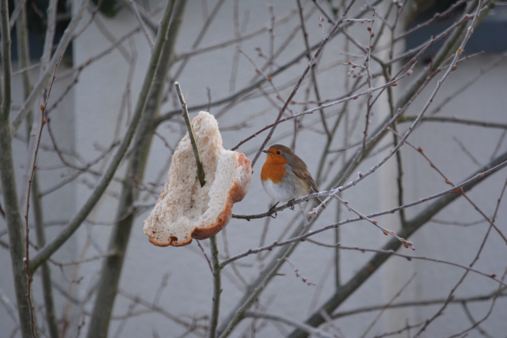 Brauner und weißer Vogel am Ast