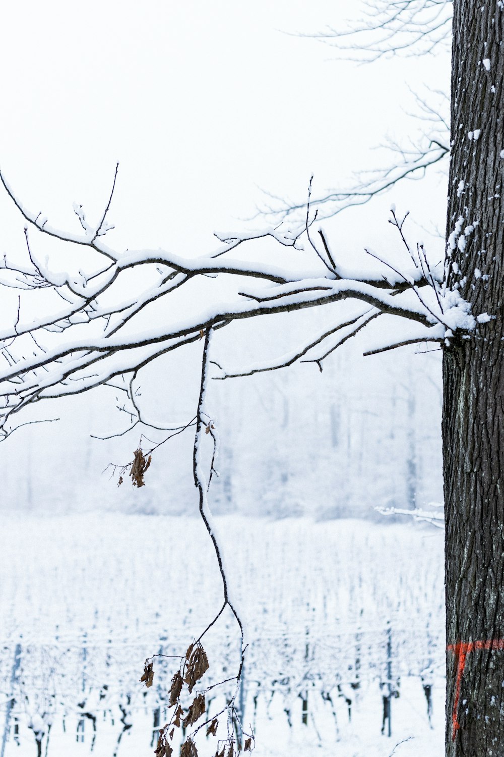 leafless tree covered with snow