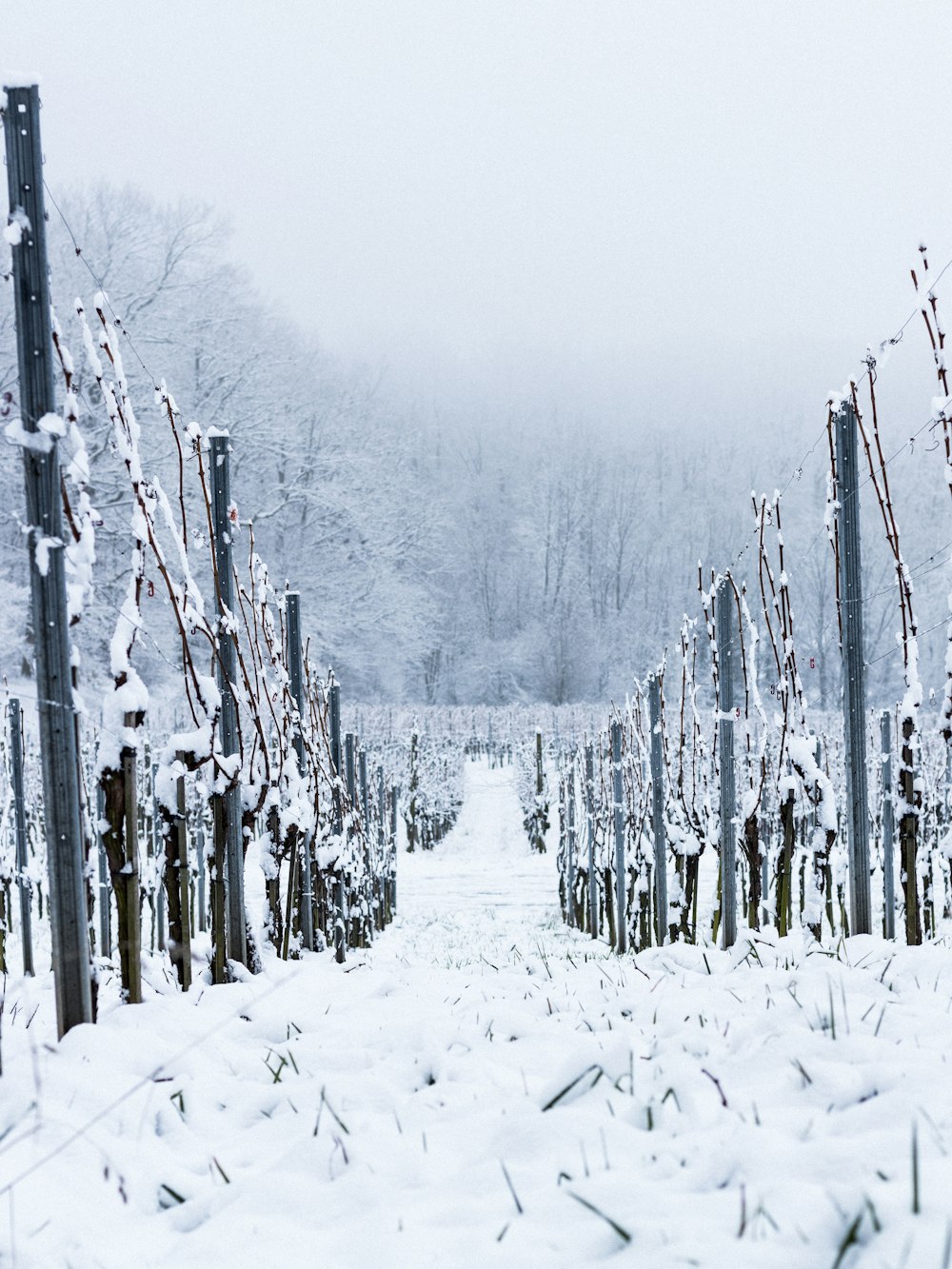 alberi innevati durante il giorno