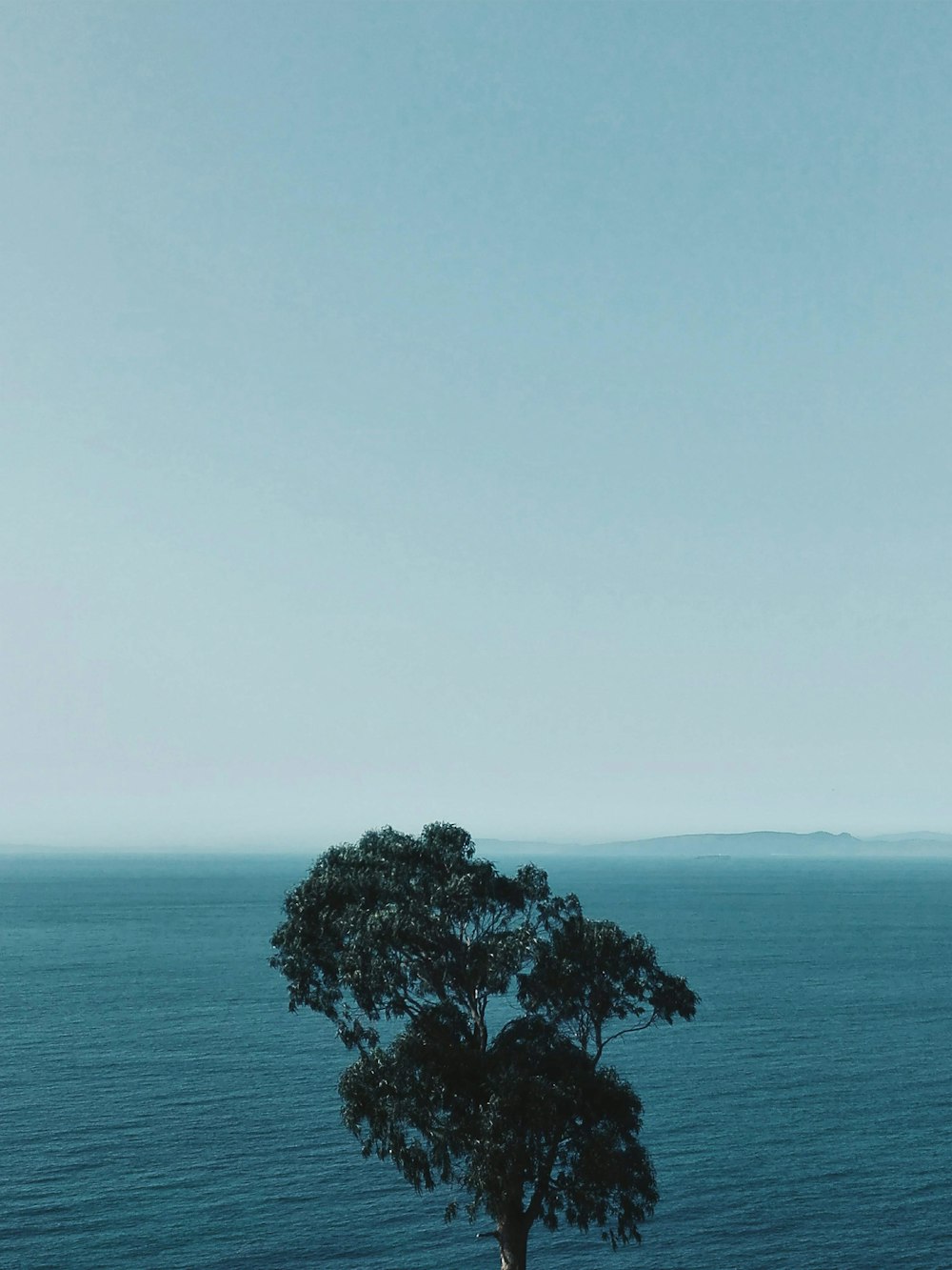 green tree on the beach