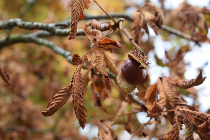 Chestnut tree. Photo by Michal Mikulec / Unsplash