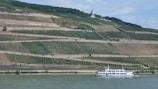 A scenic landscape features terraced vineyards on a hillside, overlooking a river. A white cruise boat sails along the water in the foreground. Lush greenery and a few trees are visible, with a building or monument located at the top of the hill.