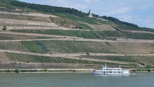 A scenic landscape features terraced vineyards on a hillside, overlooking a river. A white cruise boat sails along the water in the foreground. Lush greenery and a few trees are visible, with a building or monument located at the top of the hill.