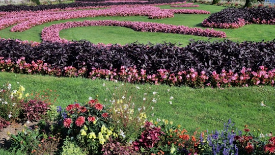 A beautifully maintained London garden showcasing vibrant flowers.