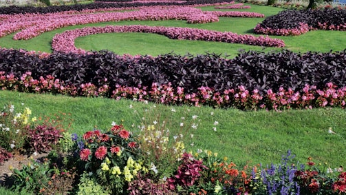A beautifully landscaped garden with vibrant flower beds consisting of pink, purple, red, and yellow flowers arranged in intricate patterns. The lush green grass acts as a backdrop, enhancing the colors of the flowers. The garden is meticulously maintained, showcasing a variety of flowers in full bloom.