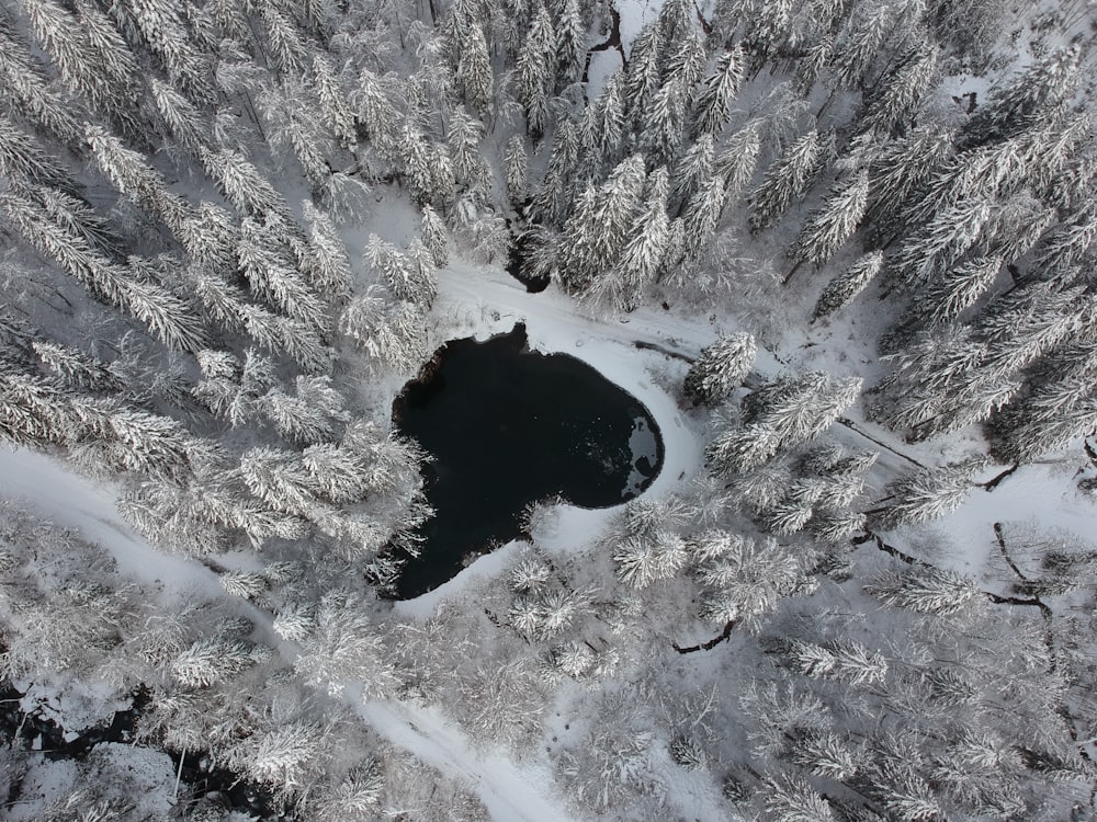 snow covered trees during daytime