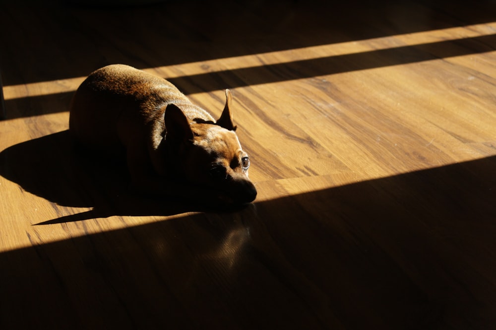 brauner kurzhaariger Hund liegt auf braunem Holzboden