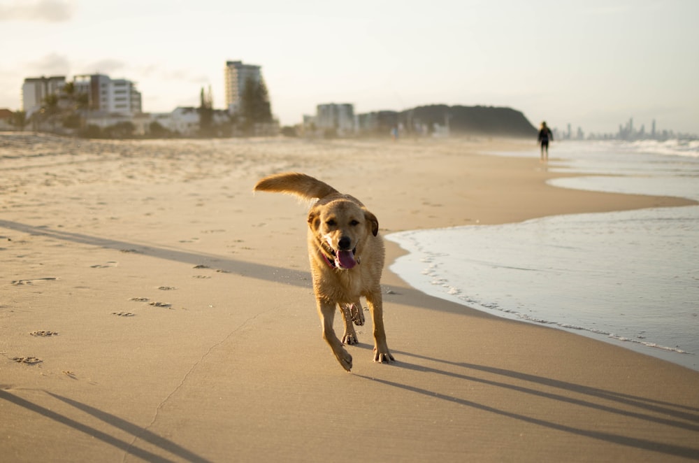 brown short coated dog on gray sand during daytime